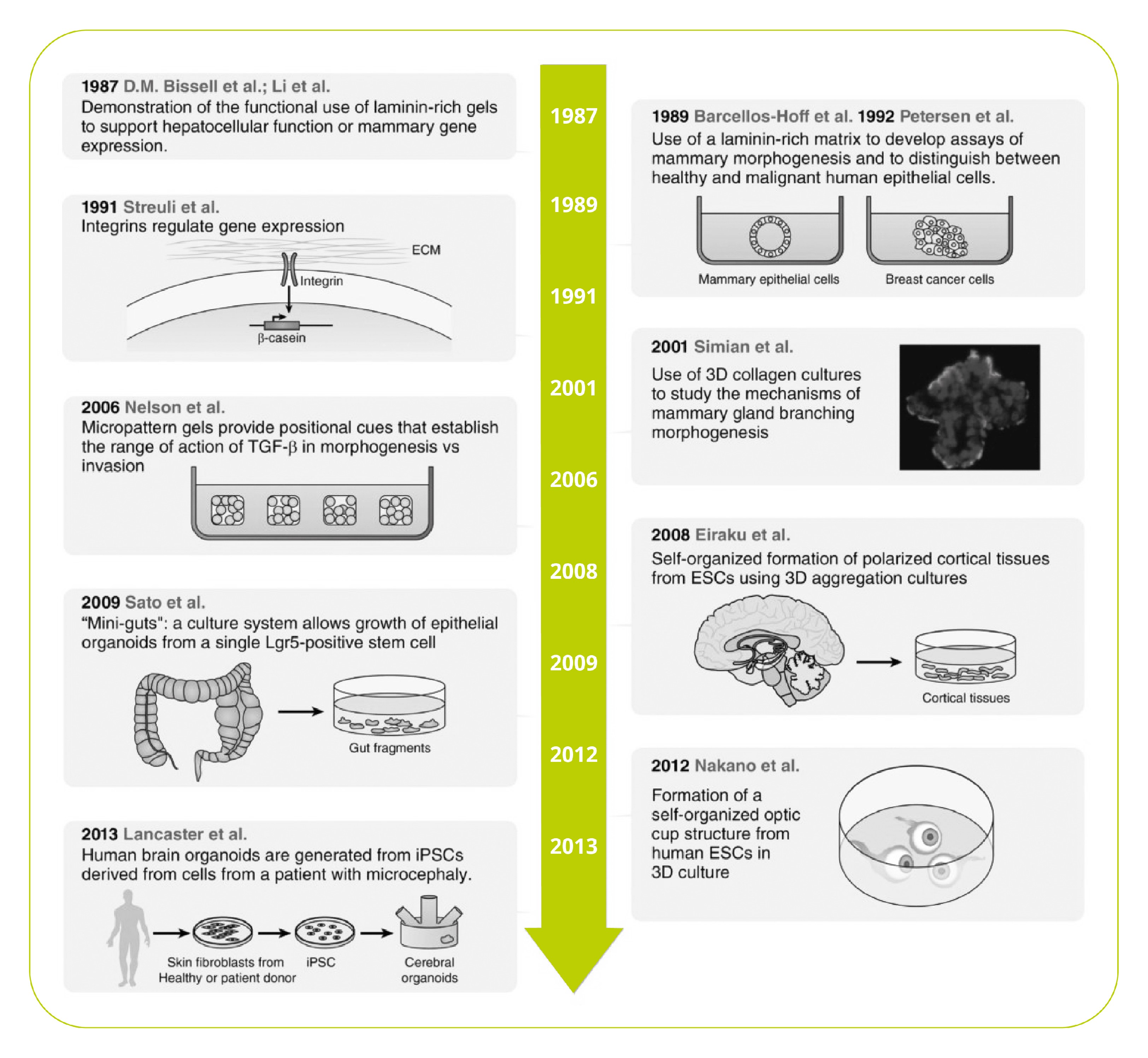  1. Simian, M. and Bissell, M. J. Organoids : A historical perspective of thinking in three dimensions